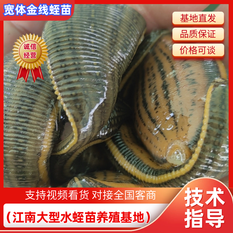 水蛭苗(蚂蟥)开口苗，送药品，到货包99%成活率！