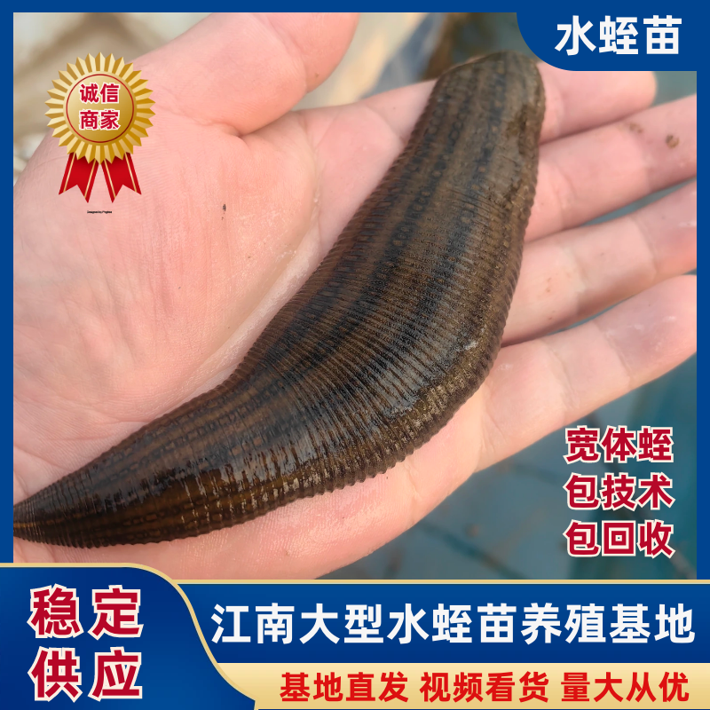 宽体金线蛭苗蚂蟥！提供养殖技术！成品签订包收购同