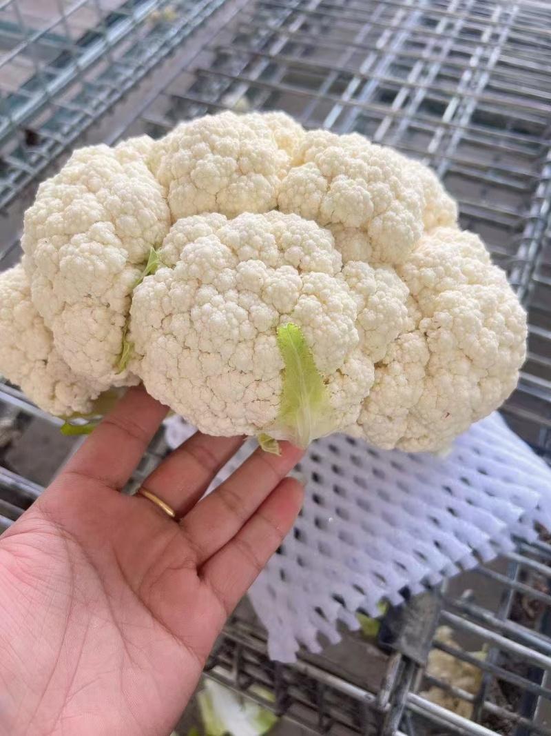 松花菜产地直发，万亩基地量大从优可视频看货