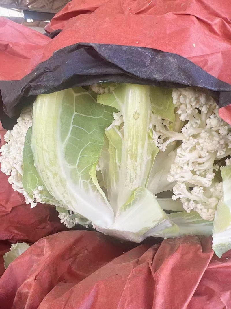 松花菜产地直发，万亩基地量大从优可视频看货