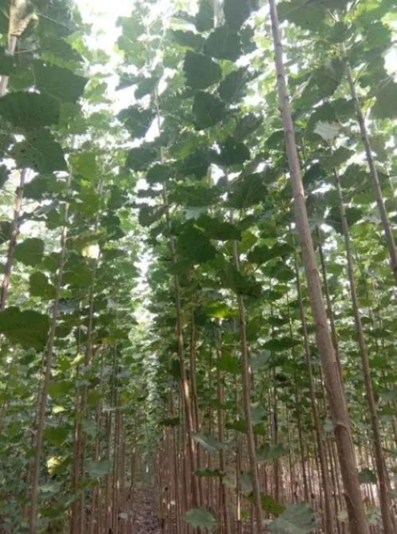 辽宁沈阳新民长期出售一年生杨树苗