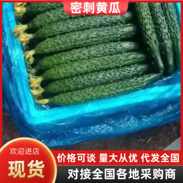{牛商}万亩黄瓜基地，现摘现发，基地直发，商超社区团购