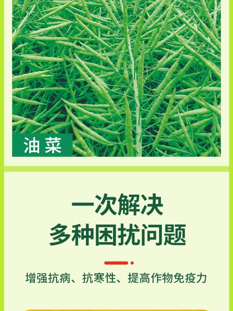 油菜丰产粒粒饱油菜专用肥料保花保荚膨果颗粒饱满抗病增产叶