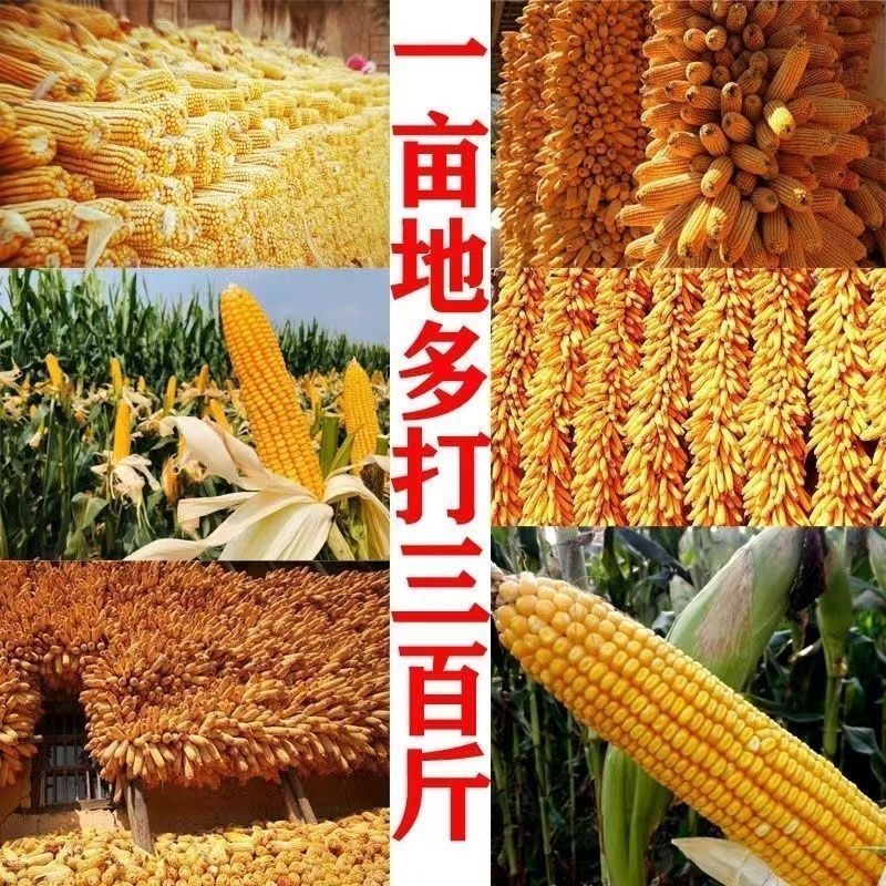 玉米金大棒抗倒伏促根抗病高产叶面肥玉米专用水溶肥促早熟抗
