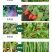 一刀斩哈茨木霉菌微生物菌剂杀菌大全枯草芽孢杆菌病害土壤肥