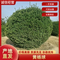 黄杨球四季常青别墅地栽庭院花坛耐寒绿化植物