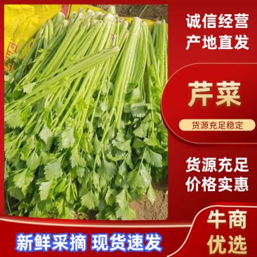 河南新鲜香芹/当季带根香芹/带叶芹菜