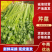 河南新鲜香芹/当季带根香芹/带叶芹菜