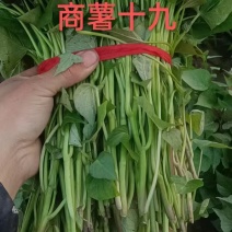 商薯十九