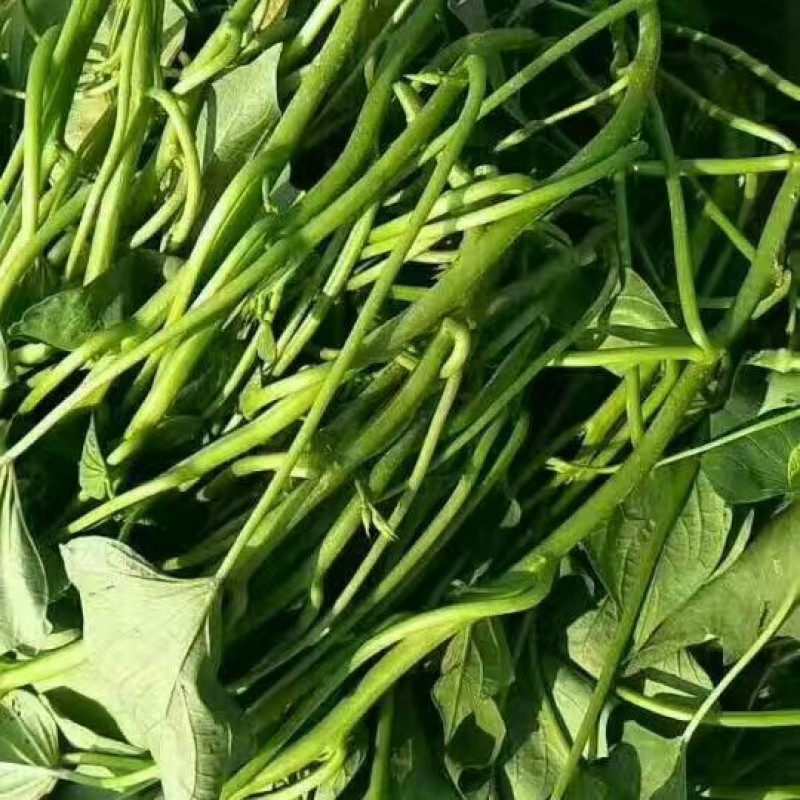 龙薯九号红薯苗