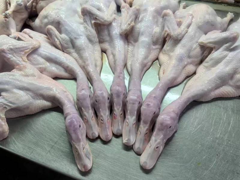 【实力推荐】白条鸭厂家直发品质保证优质鸭肉可视频看货