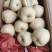 陕西酥梨/贡梨/密梨皮薄肉厚/核小/脆甜汁多商超联系