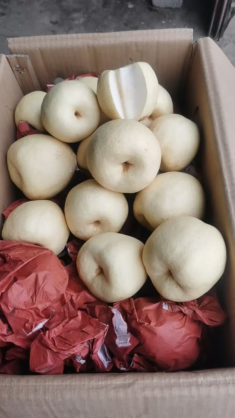 陕西酥梨/贡梨/密梨皮薄肉厚/核小/脆甜汁多商超联系