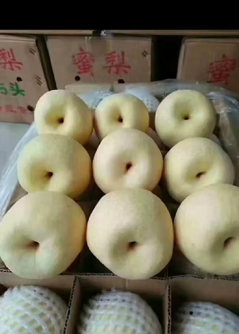 陕西酥梨/贡梨/密梨皮薄肉厚/核小/脆甜汁多商超联系