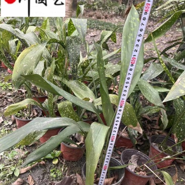 成都苗圃出售一叶兰洒金一叶兰基地批发耐寒常绿量大价