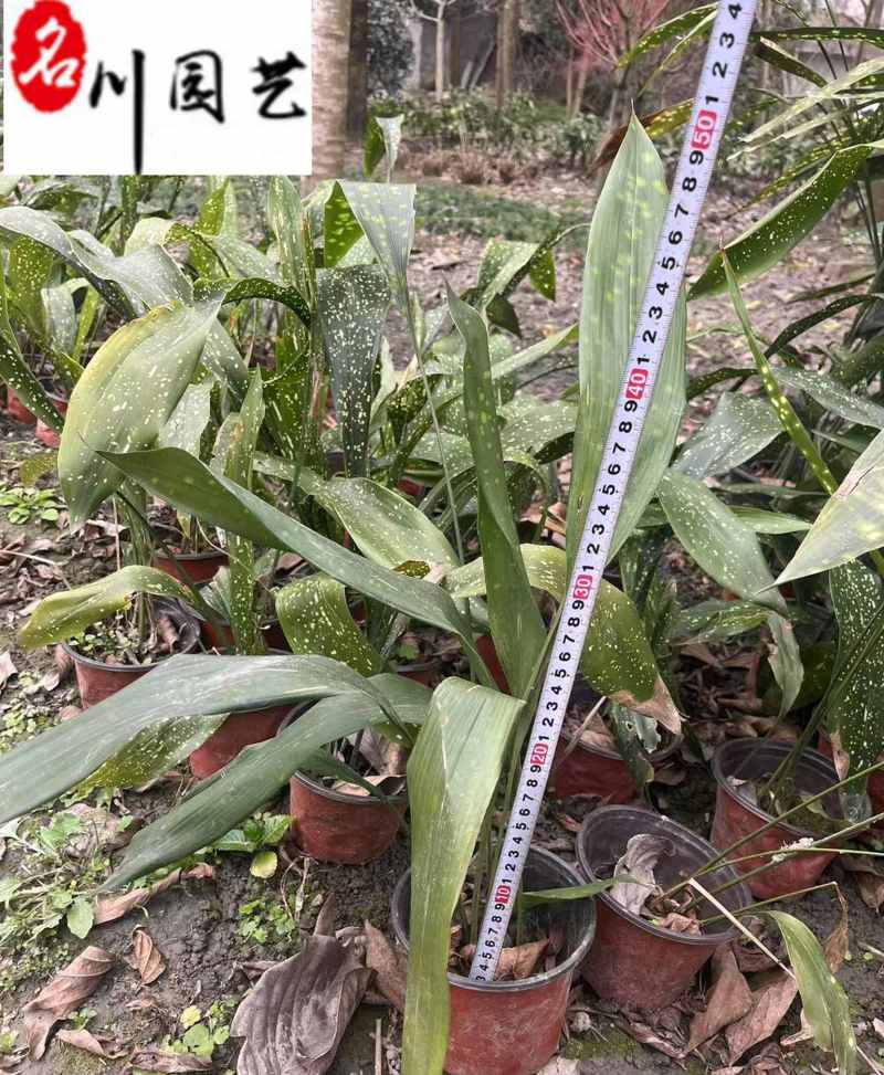 成都苗圃出售一叶兰洒金一叶兰基地批发耐寒常绿量大价
