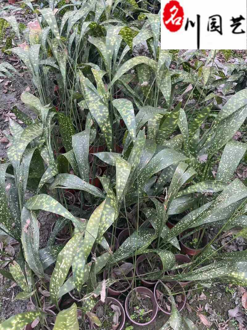 成都苗圃出售一叶兰洒金一叶兰基地批发耐寒常绿量大价