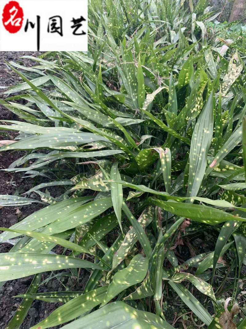 成都苗圃出售一叶兰洒金一叶兰基地批发耐寒常绿量大价