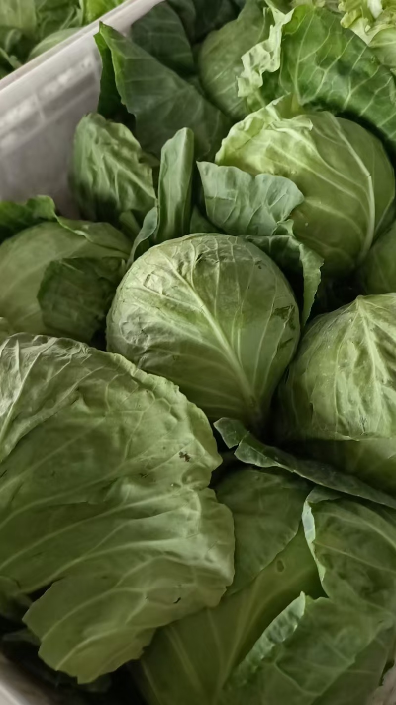 精品平包菜甘蓝产地直发品质保证量大从优欢迎联系
