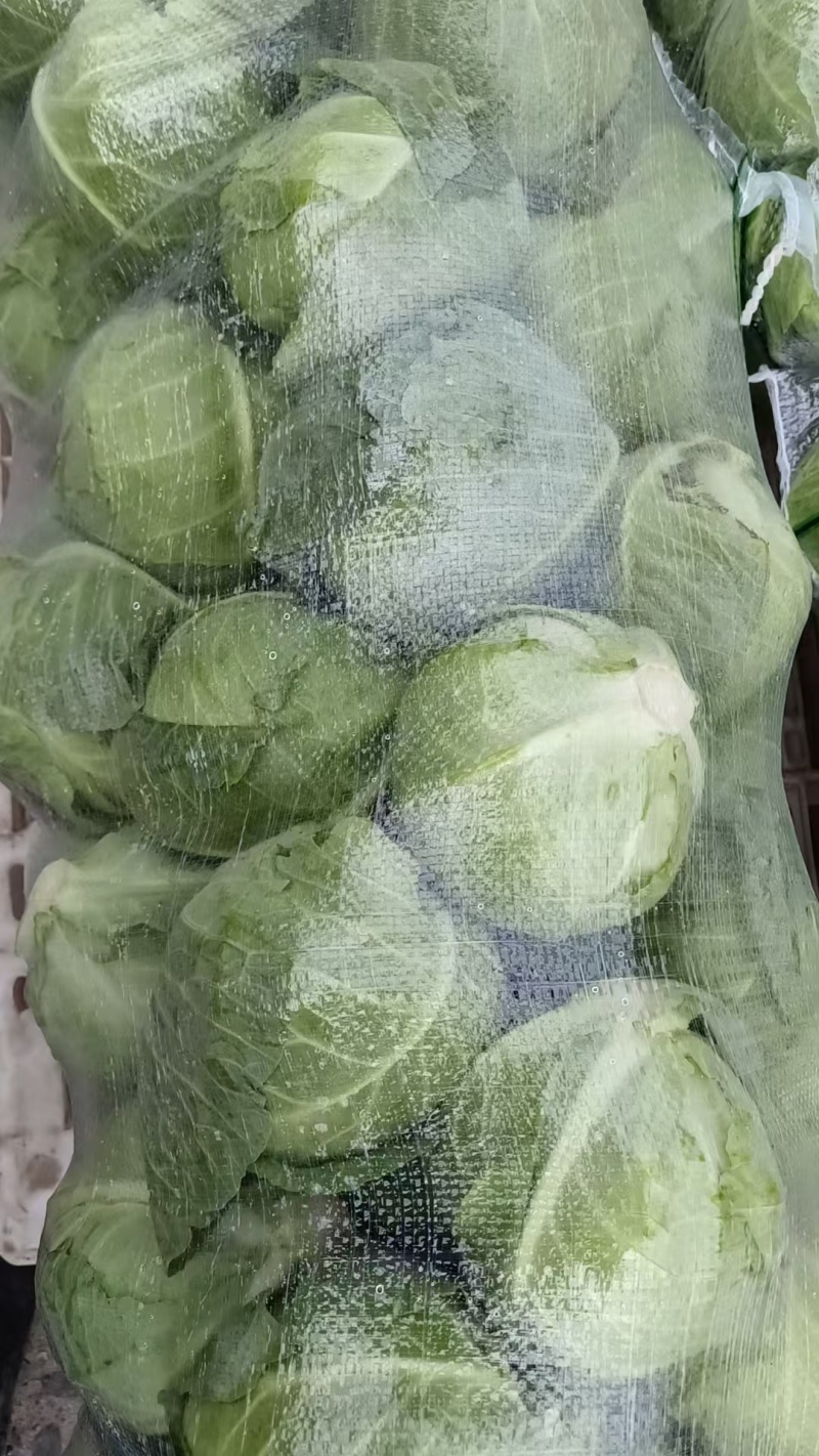 精品平包菜甘蓝产地直发品质保证量大从优欢迎联系