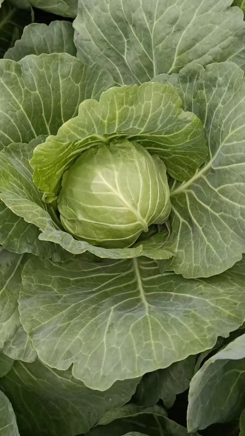 精品平包菜甘蓝产地直发品质保证量大从优欢迎联系