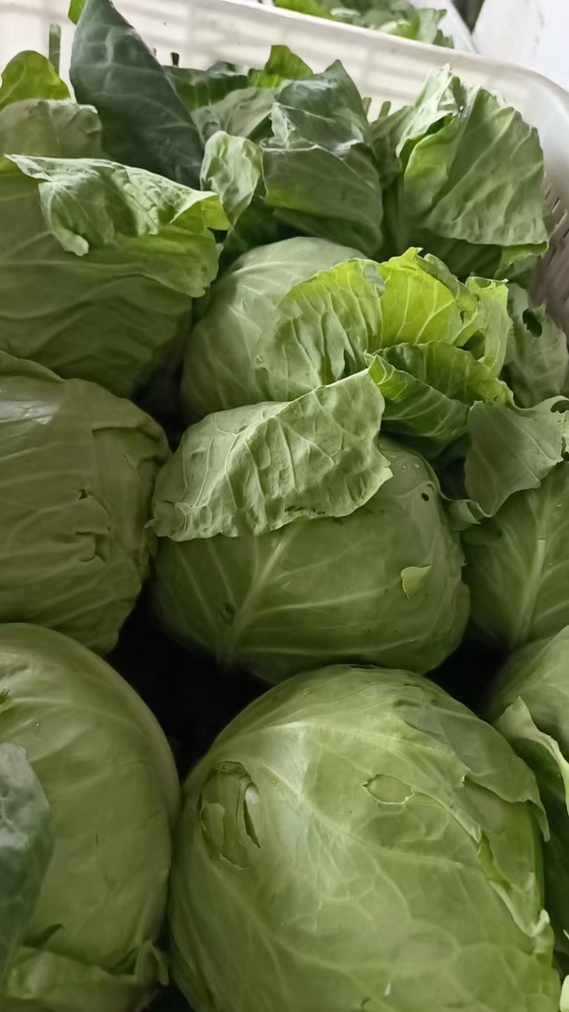 精品平包菜甘蓝产地直发品质保证量大从优欢迎联系