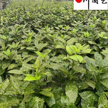 成都洒金珊瑚工程苗批发洒金珊瑚苗圃基地直销量大价优