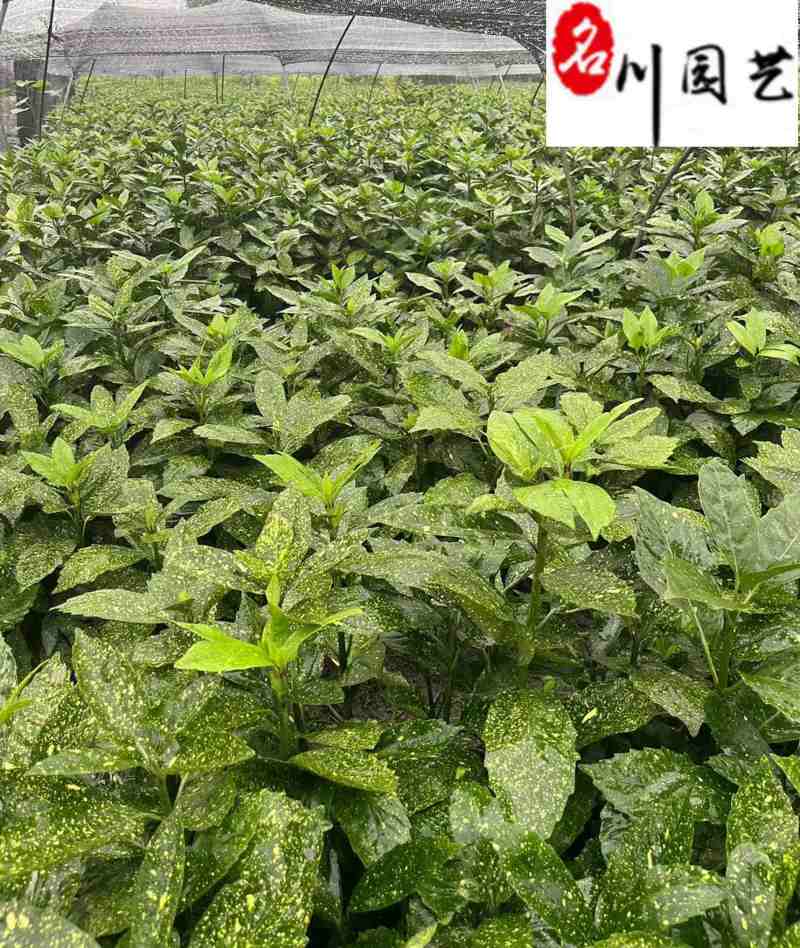成都洒金珊瑚工程苗批发洒金珊瑚苗圃基地直销量大价优
