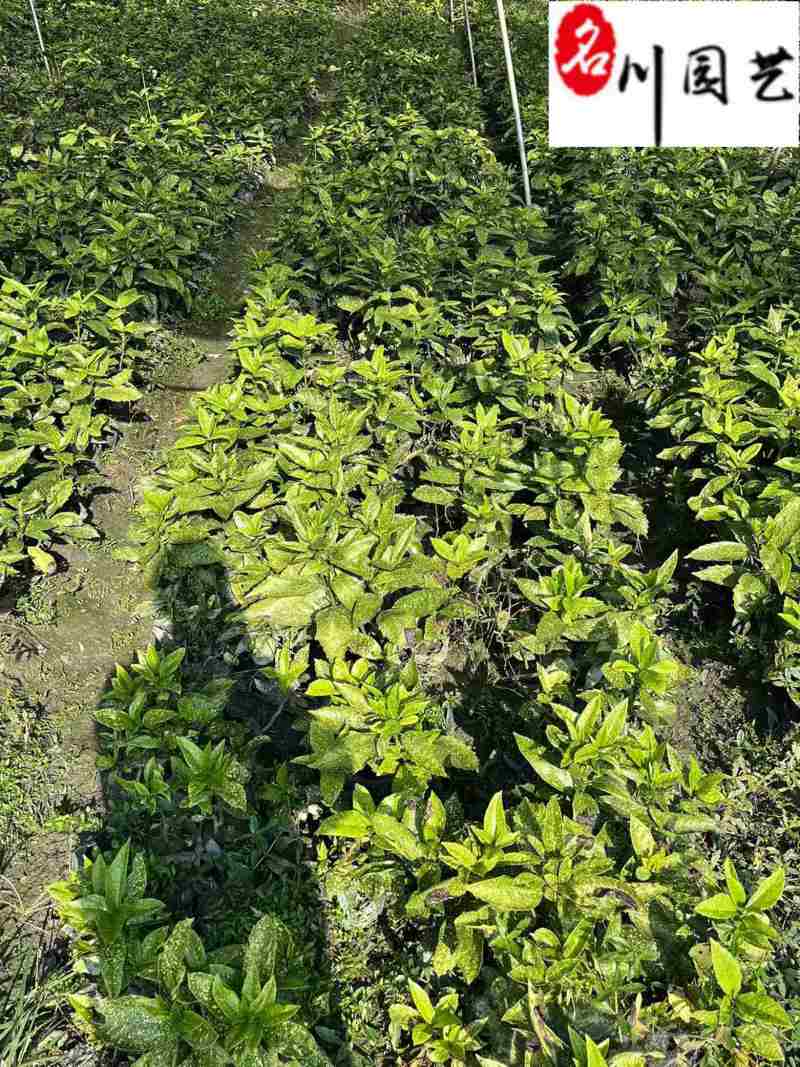 成都洒金珊瑚工程苗批发洒金珊瑚苗圃基地直销量大价优