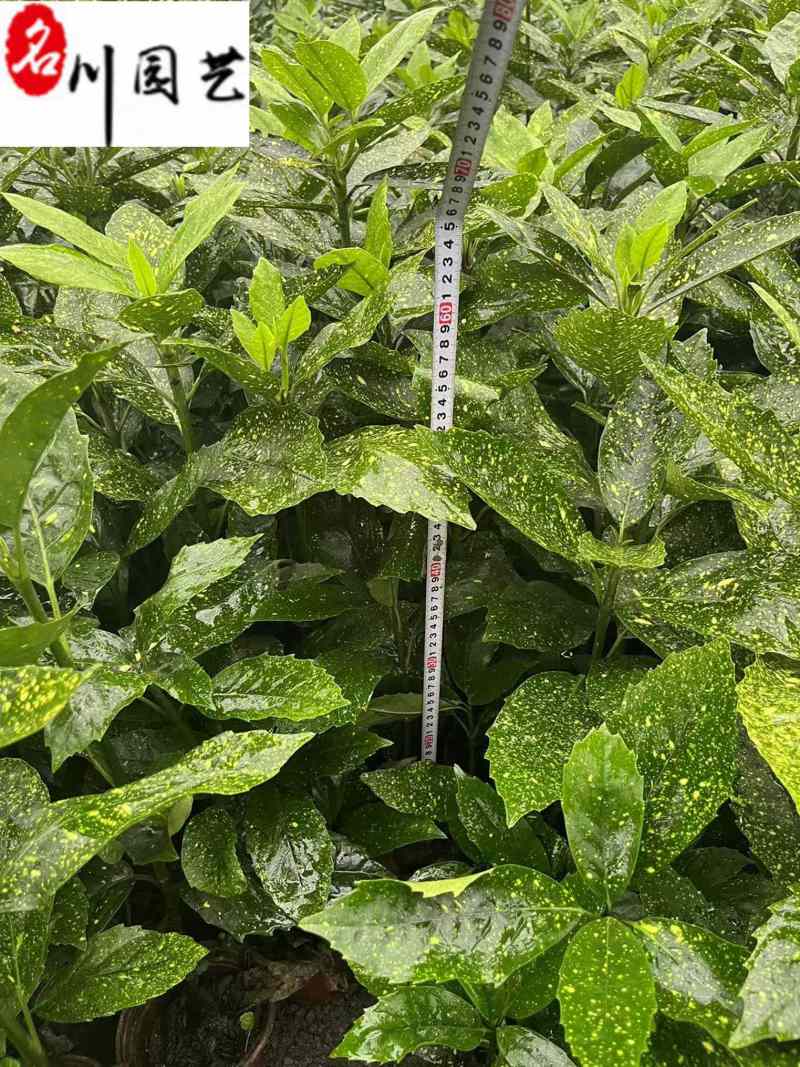 成都洒金珊瑚工程苗批发洒金珊瑚苗圃基地直销量大价优