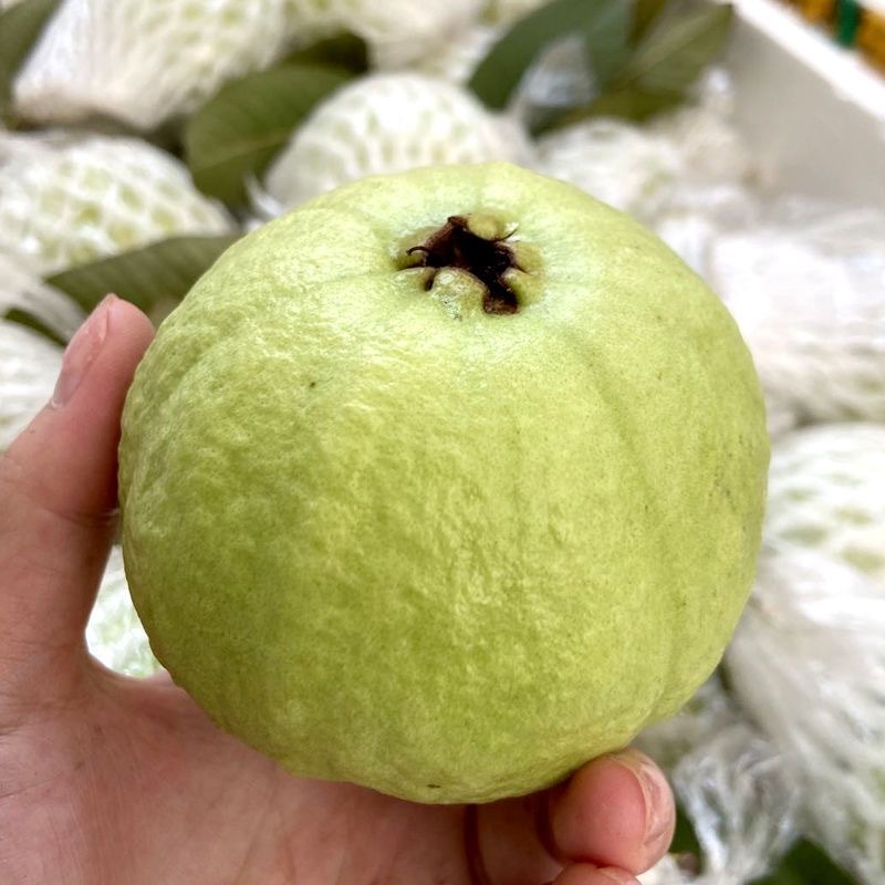广东软心奶油芭乐京东包支持各大电商平台代发