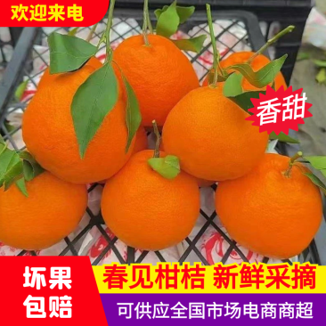 【一件代发】春见耙耙对接抖音快手视频号等电商平台