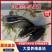 【热卖】虎头鲨苗沙塘鳢虎头鲨苗趴地虎呆子鱼易养殖