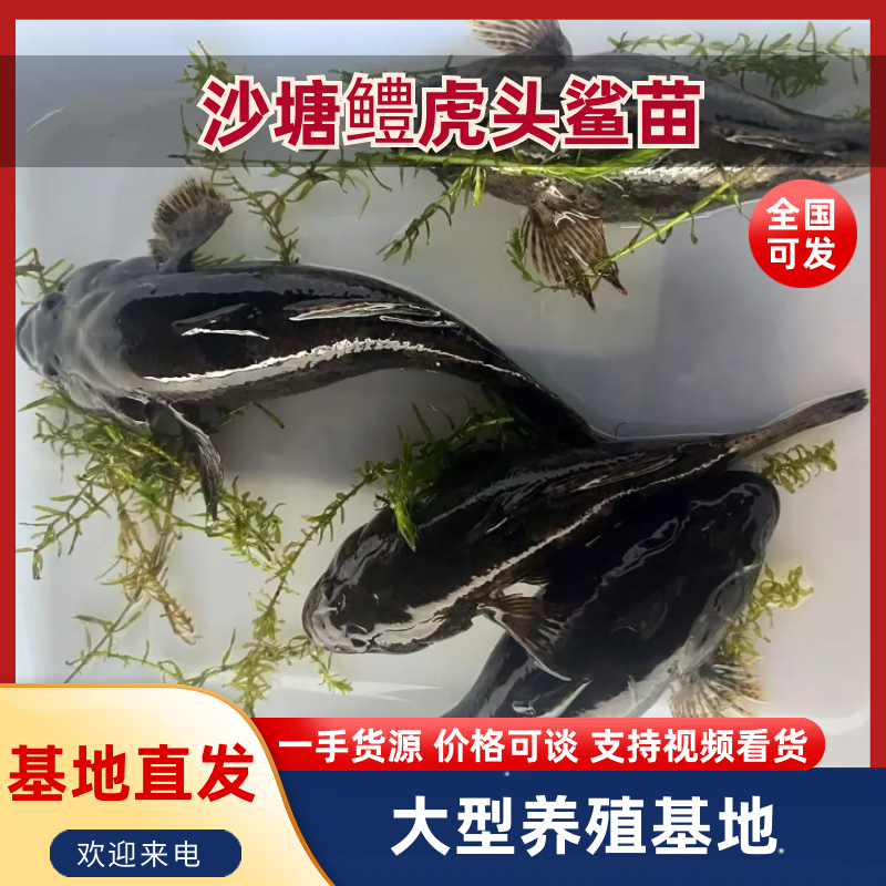 【热卖】虎头鲨苗沙塘鳢虎头鲨苗趴地虎呆子鱼易养殖