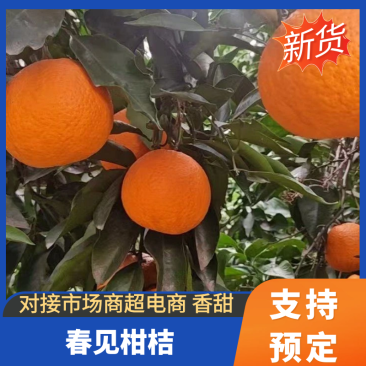 【一件代发】青见耙耙产地对接各大电商平台社区团购快手抖音