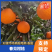 【一件代发】青见耙耙产地对接各大电商平台社区团购快手抖音
