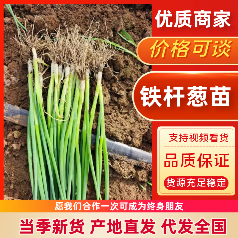 [包活]铁杆大葱苗万亩基地葱苗原产地发货常年代育苗