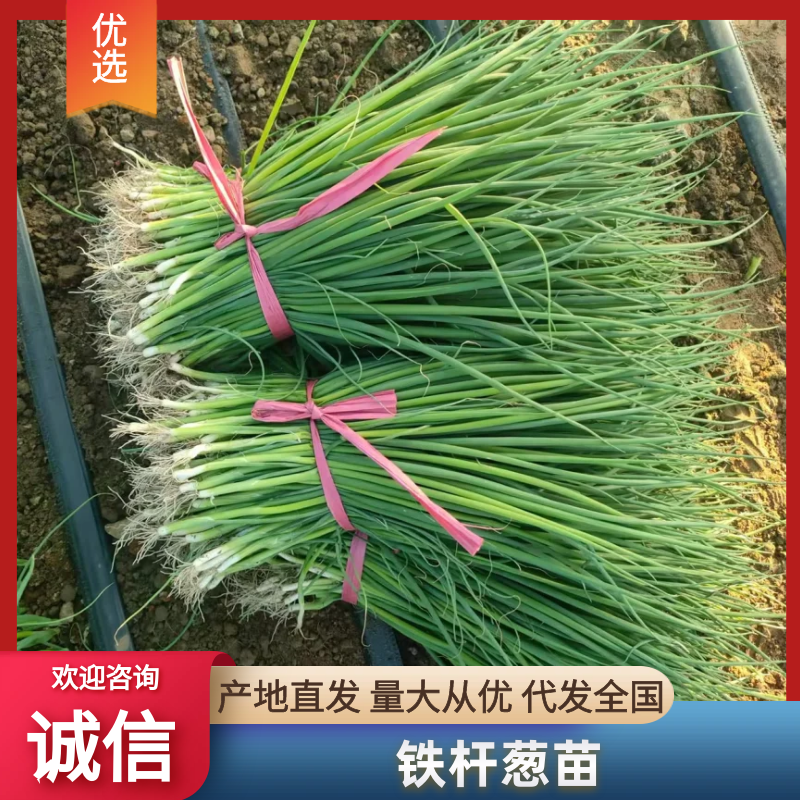 [强烈推荐]铁杆大葱苗一代葱苗包成活，全国发货
