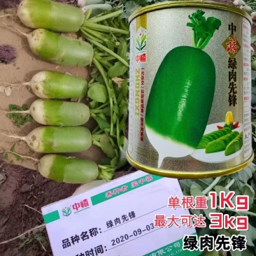 中禧绿肉先锋萝卜种子早熟单根重1公斤左右绿皮绿肉