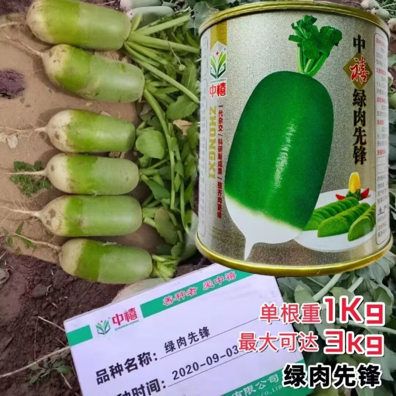中禧绿肉先锋萝卜种子早熟单根重1公斤左右绿皮绿肉