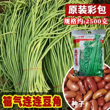 禧气连连豇豆种子5斤原装早熟翠绿油亮荚条粗长