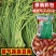 禧气连连豇豆种子5斤原装早熟翠绿油亮荚条粗长
