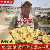 山东生姜【老姜】产地批发一手货源电商/市场/商超/赶集