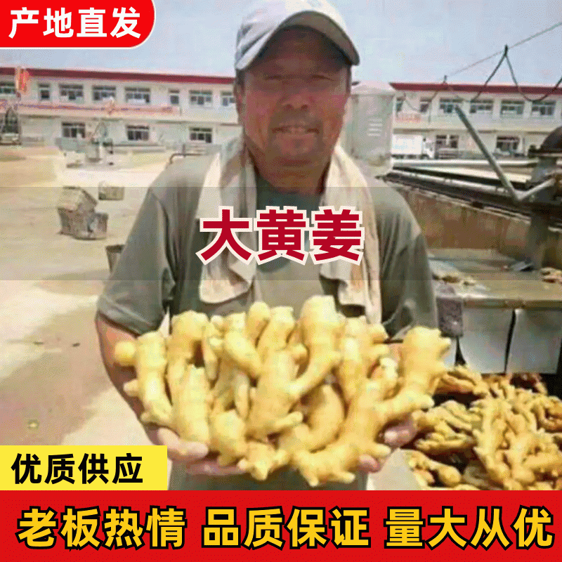山东生姜【老姜】产地批发一手货源电商/市场/商超/赶集