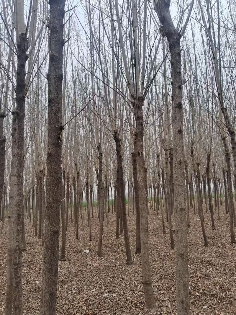 速生白蜡树苗五年生价格便宜自家种植便宜处理了要的老板随时联系