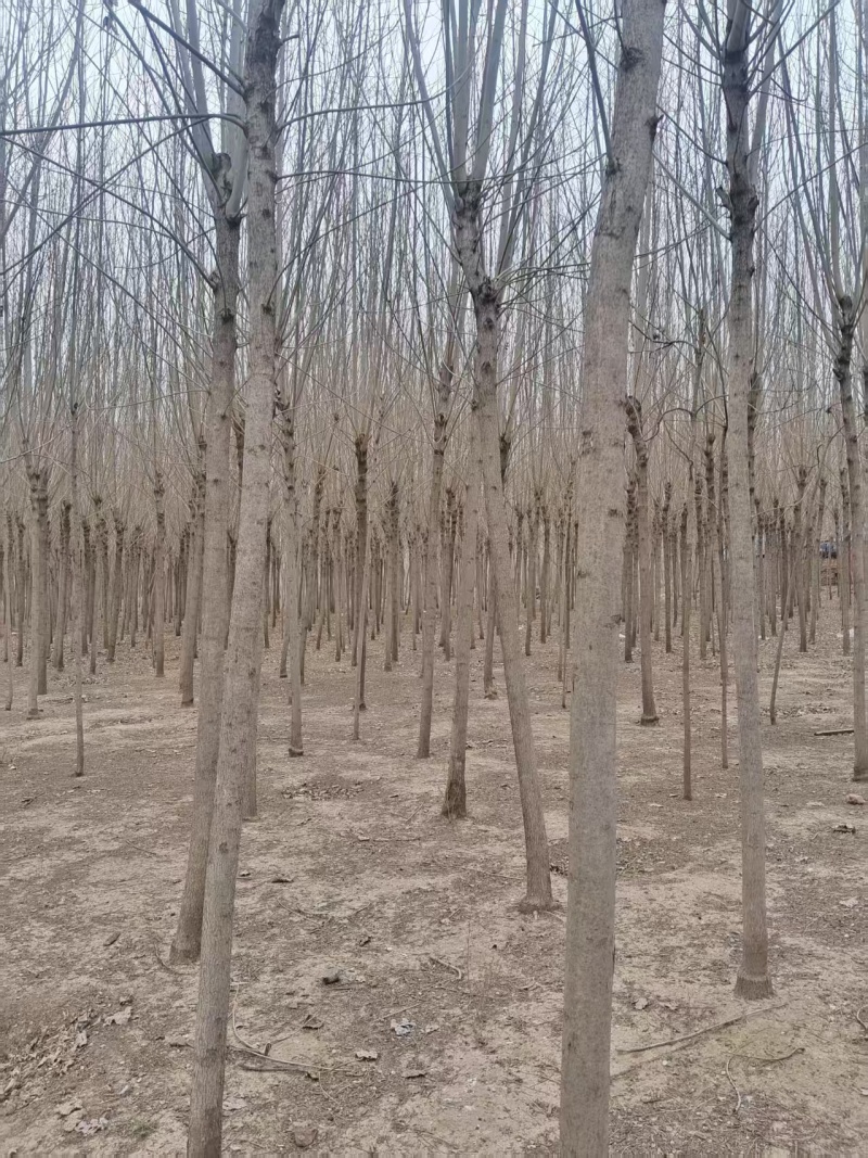 速生白蜡树苗五年生价格便宜自家种植便宜处理了要的老板随时联系