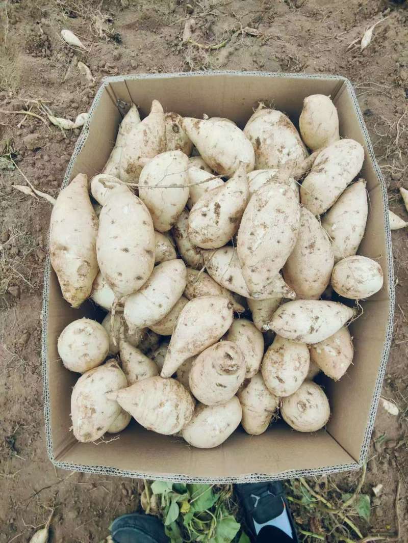 牛奶人参薯零售批发产地直销