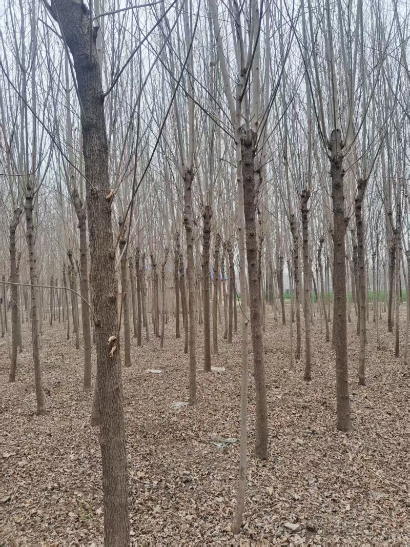 基地直发品种纯正白蜡苗白蜡树长期有货包技术服务