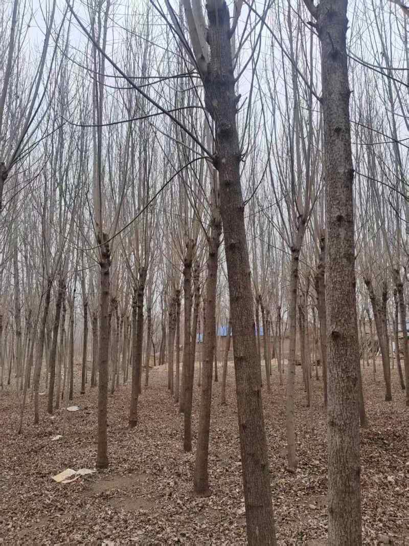 基地直发品种纯正白蜡苗白蜡树长期有货包技术服务