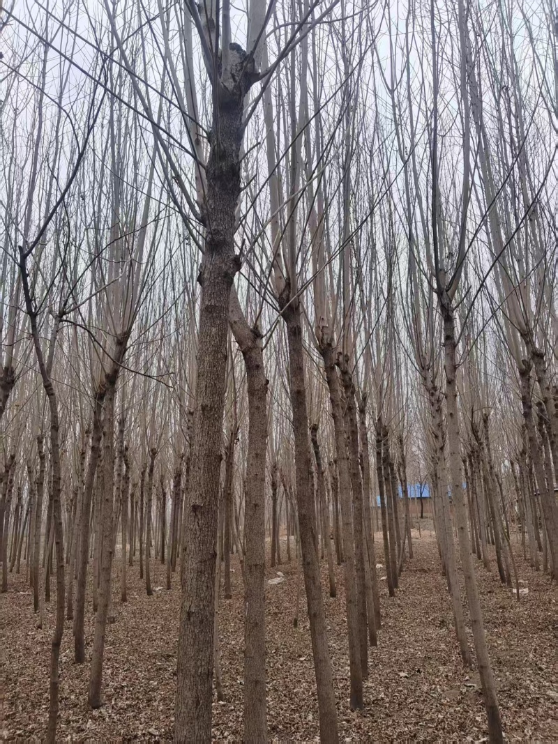 基地直发品种纯正白蜡苗白蜡树长期有货包技术服务